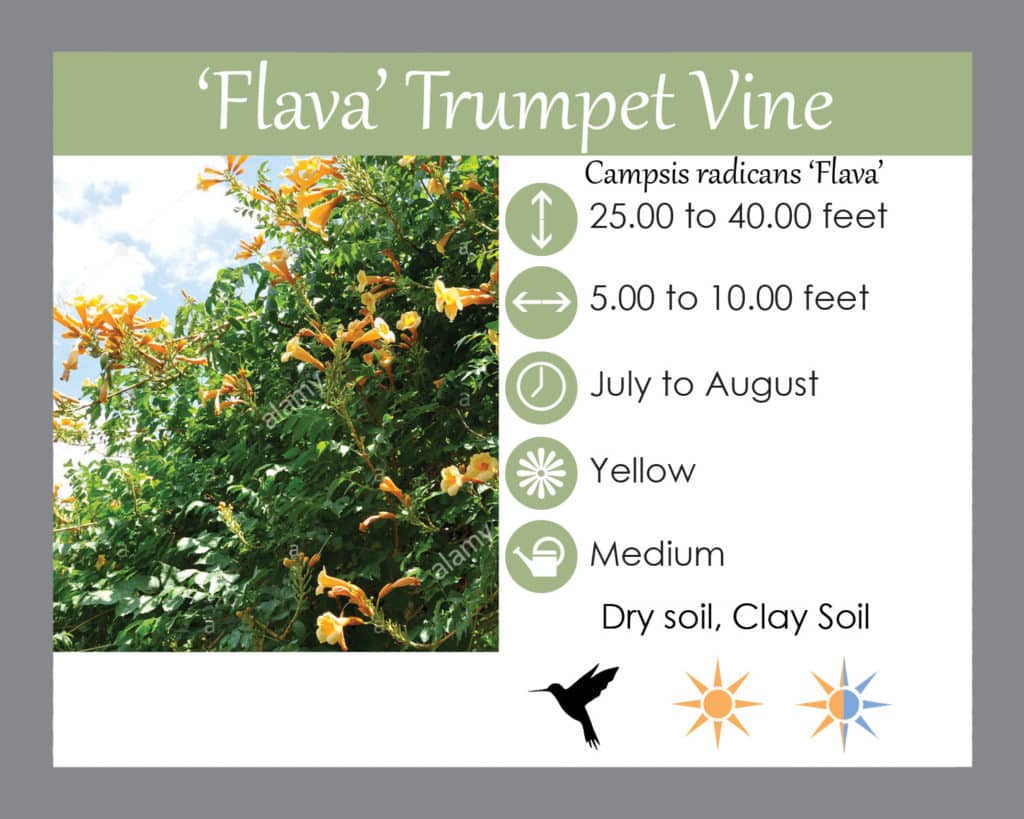 Trumpet vine flava