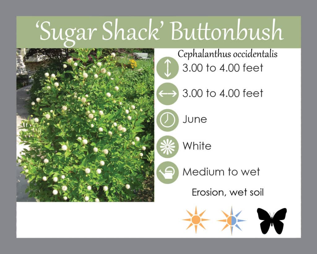 Sugar shack buttonbush