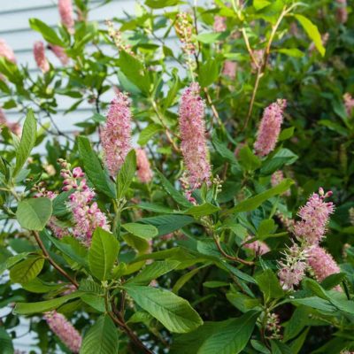 Clethra Ruby Spice