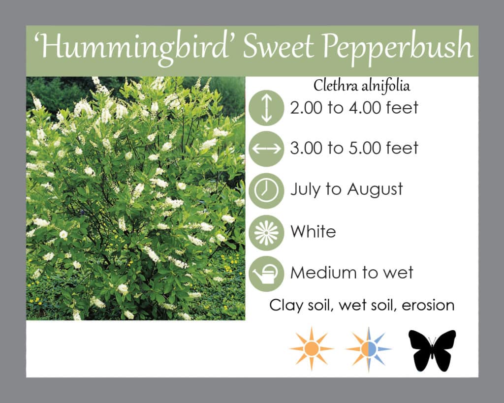 hummingbird sweet pepperbush