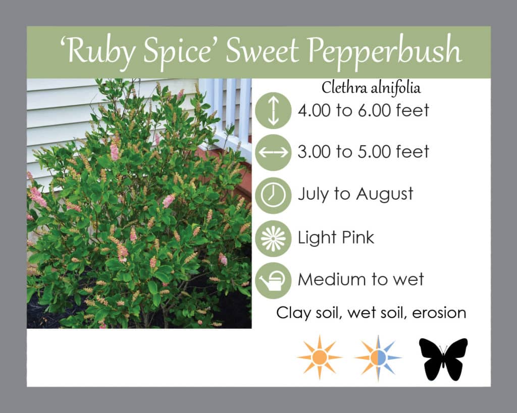 Ruby spice sweet pepperbush