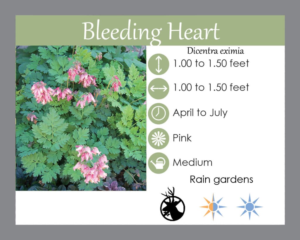 cutleaf bleeding heart