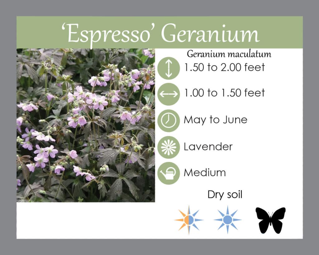 espresso geranium