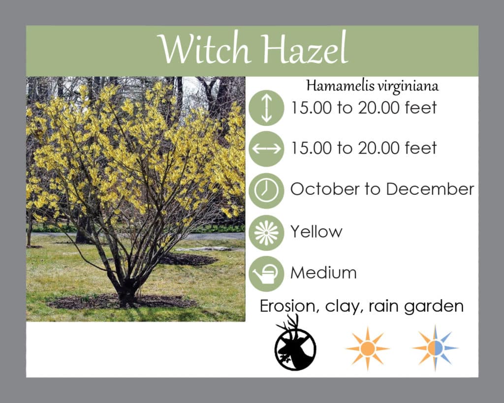 Witch hazel