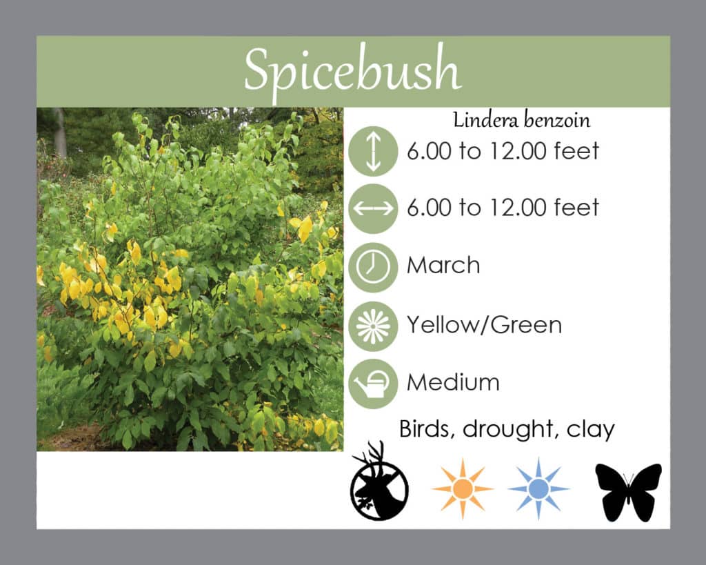 spicebush