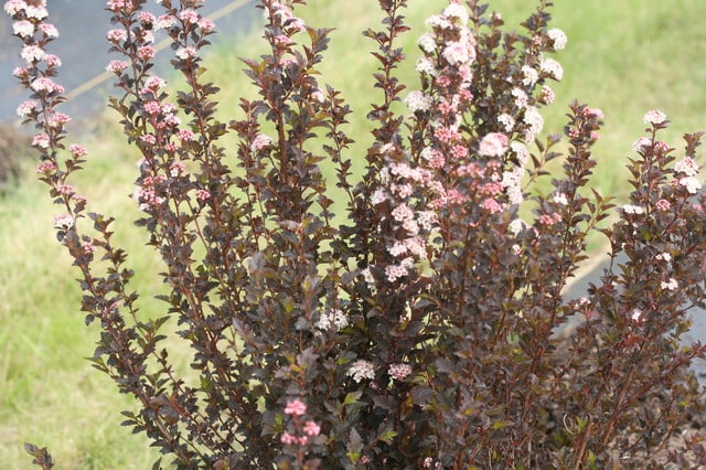 ‘Tiny Wine’ Ninebark: Maryland Native Plant That Thrives