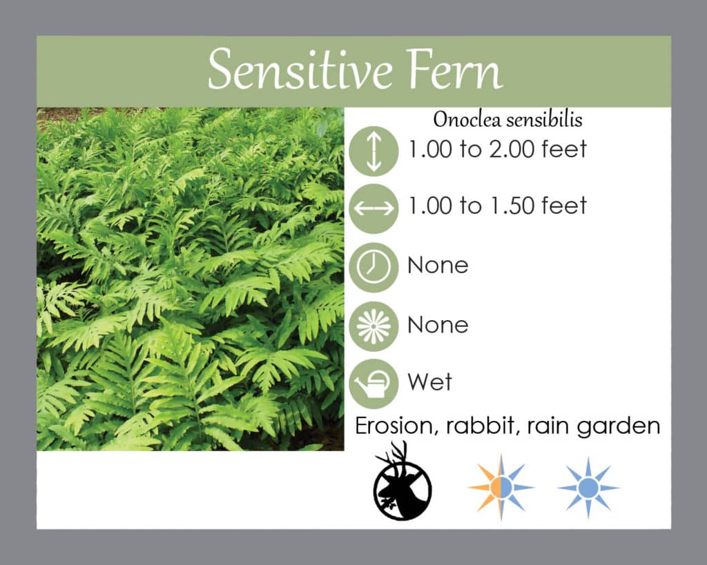 sensitive fern