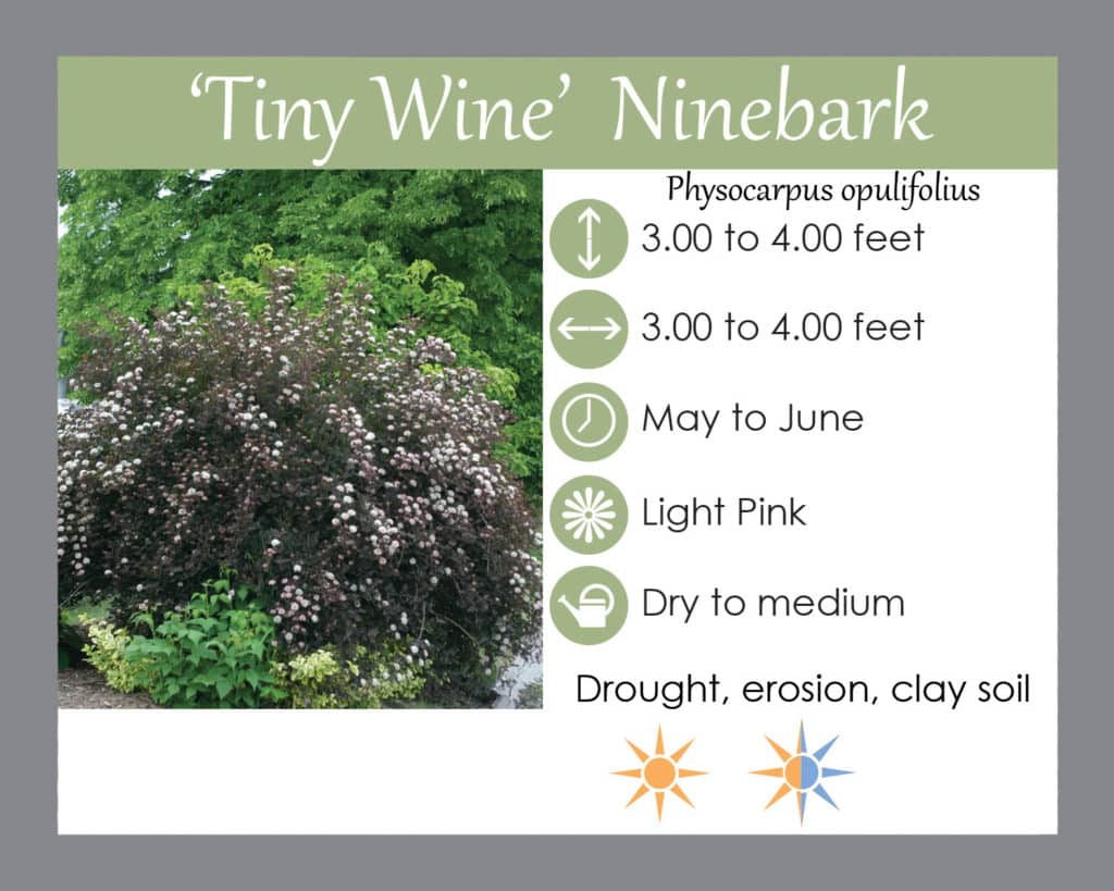 Tiny wine ninebark