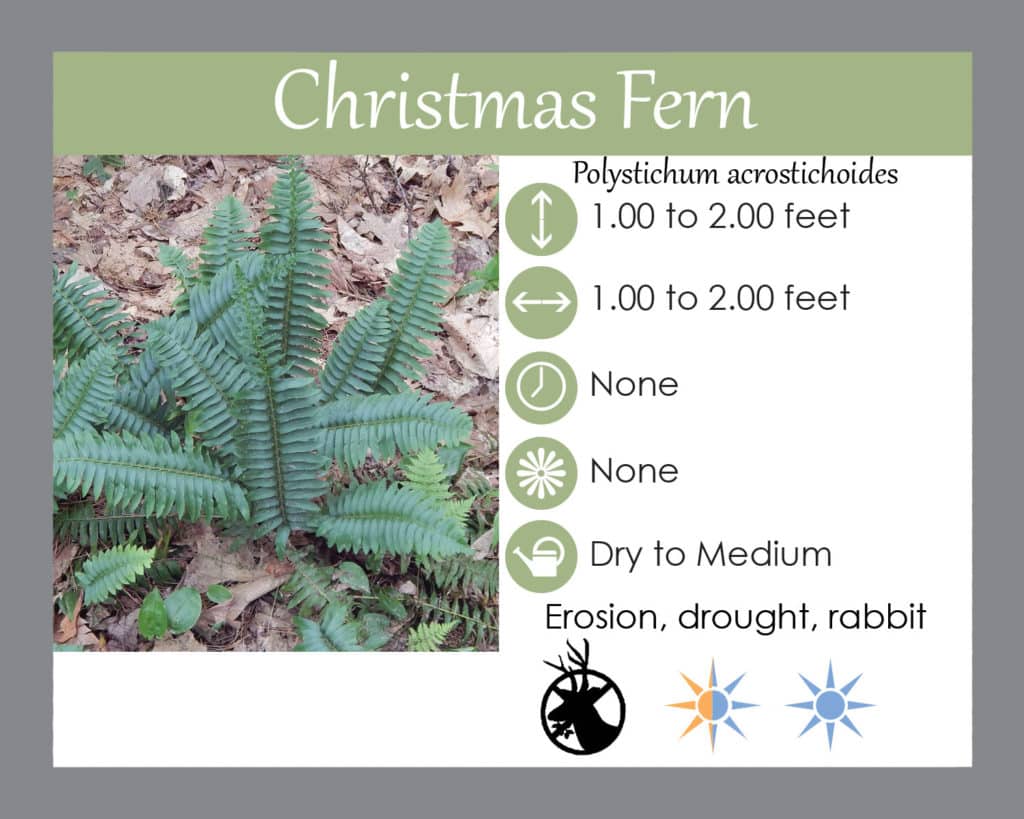 Christmas fern
