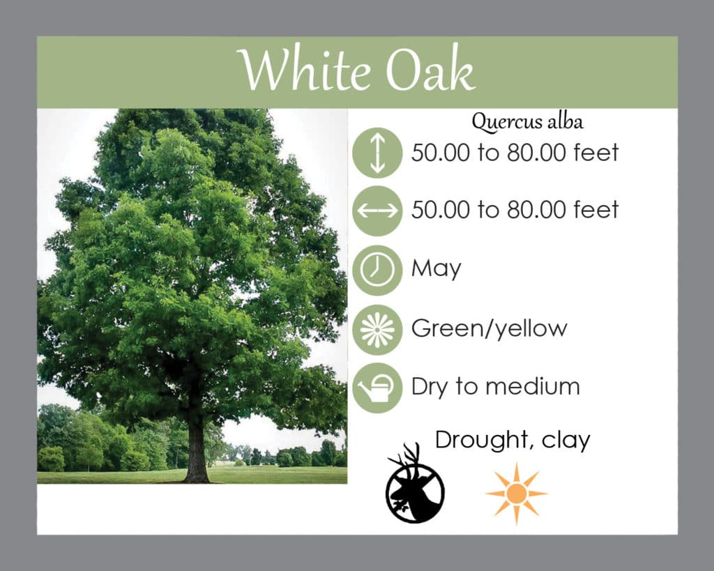 White oak