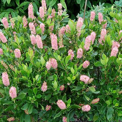 Ruby spice clethra