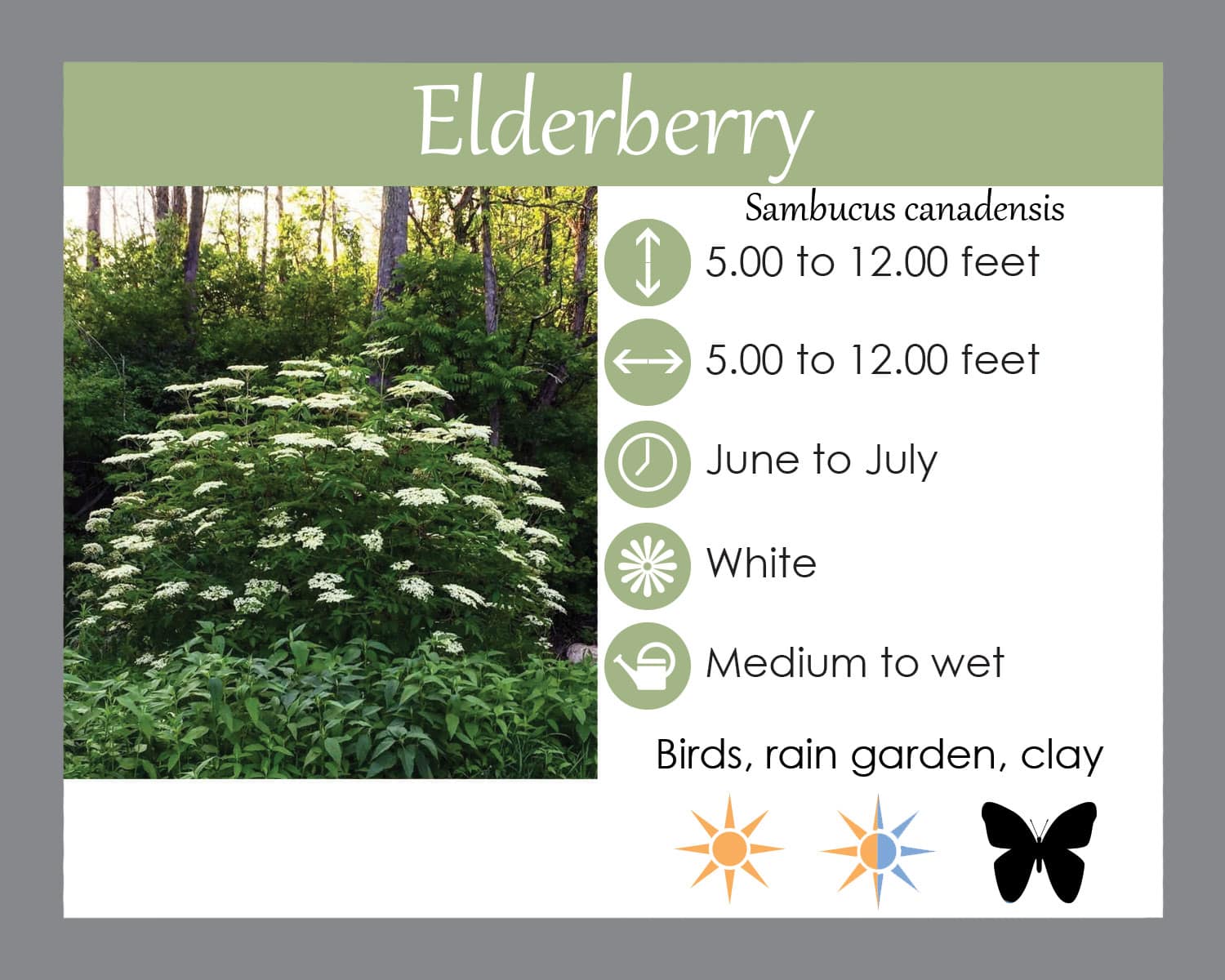 Elderberry Thriving Maryland Piedmont Native Plant Lauren S