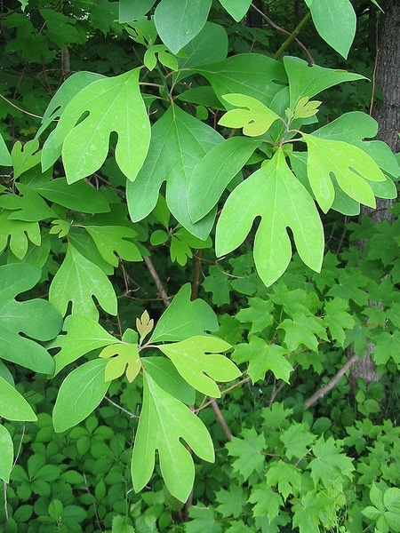 Sassafras: Native Plants That Thrive in Maryland Piedmont