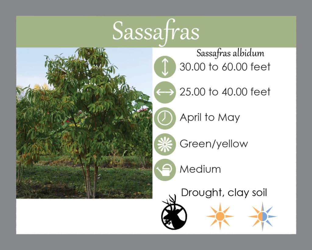Sassafras albidum tree