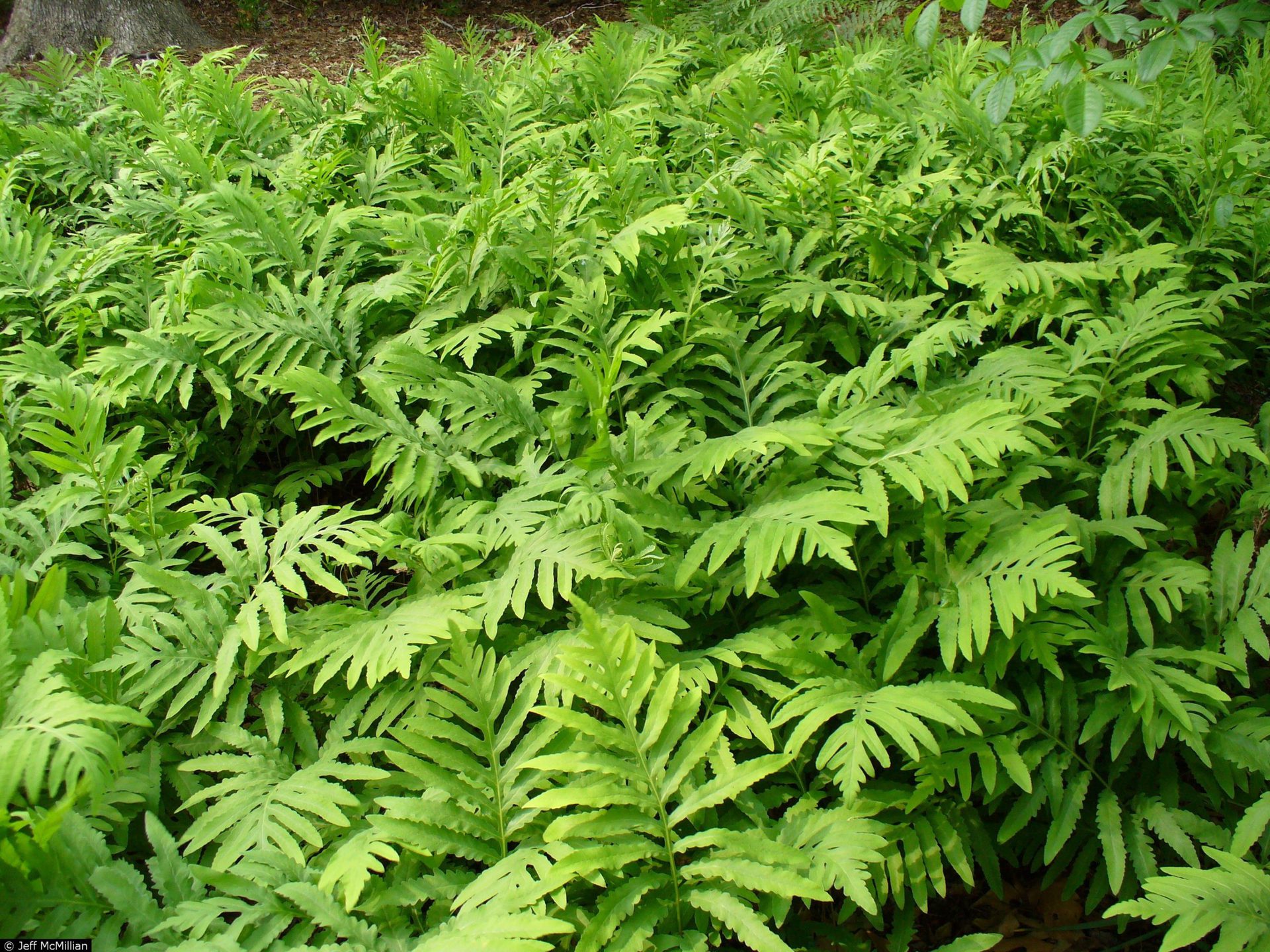 Sensitive Fern:Native Plants of Maryland That Thrive in Your Garden