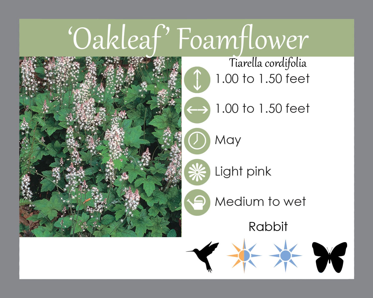 Foam Flower, Tiarella Cordifolia - Bag of 3