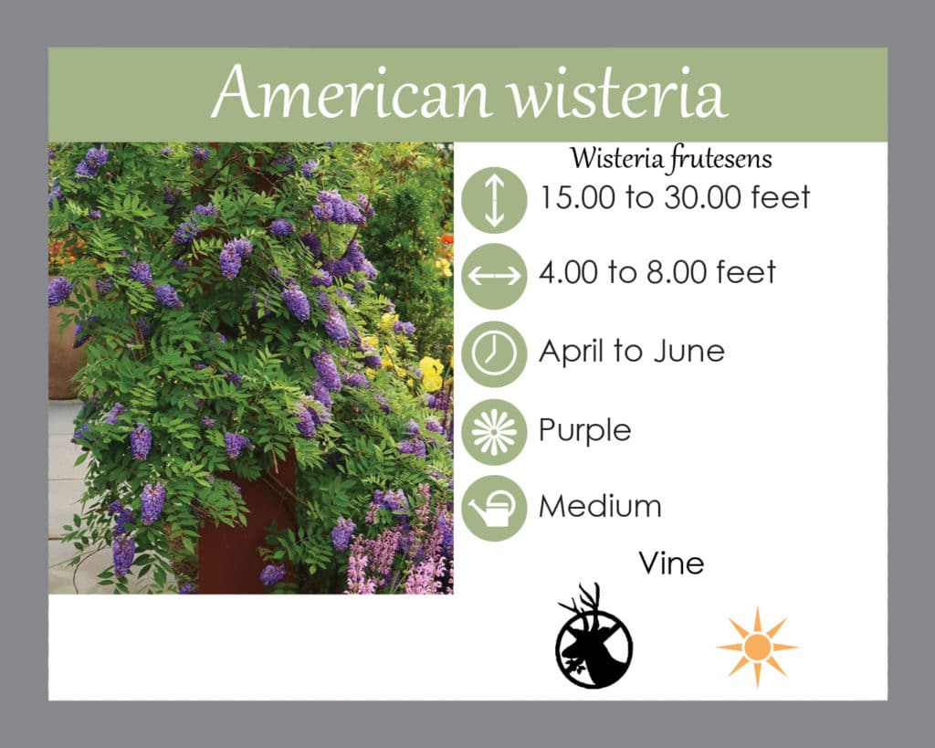 American wisteria