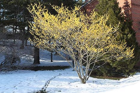 Witch Hazel: Maryland Natives That Thrive