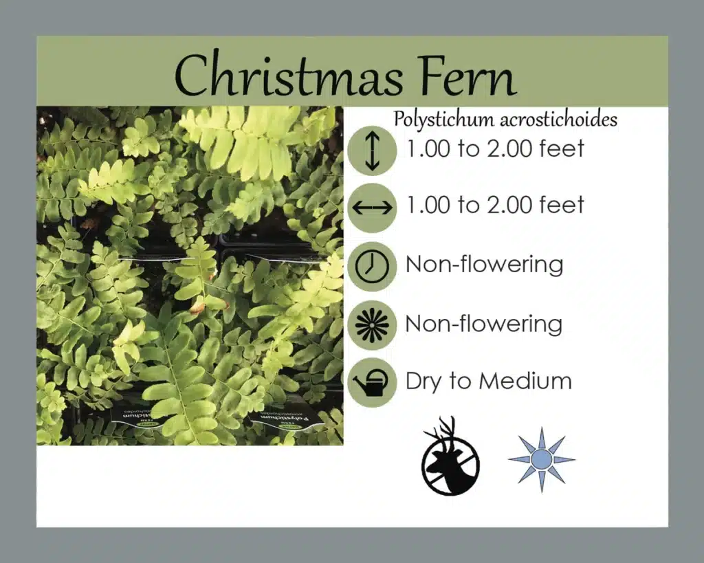 Christmas Fern plant sign