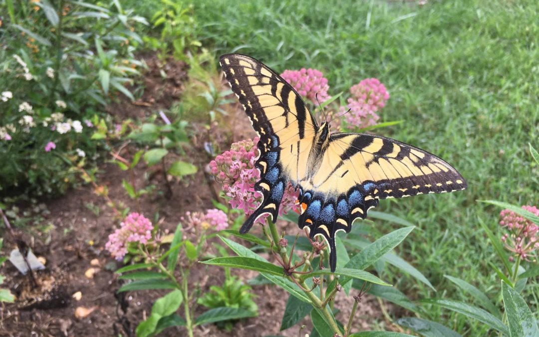 LGS & Native Plant Nursery Coronavirus Update