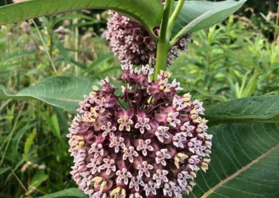 Milkweed cropped