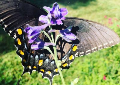 Swallowtail delphinium cropped