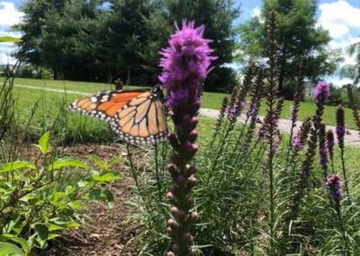 butterfly garden cropped