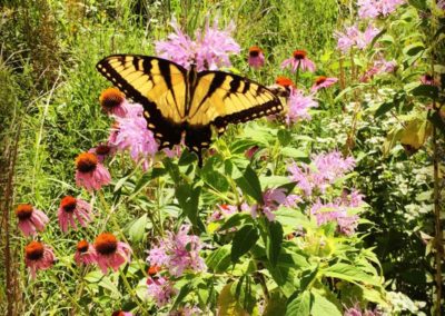 swallowtail cropped