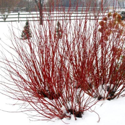 Arctic Fire Red twig Dogwood