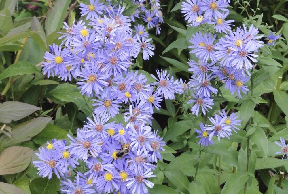 ‘Bluebird’ Smooth Aster: Native Plants That Thrive in Maryland