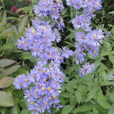 Aster Bluebird