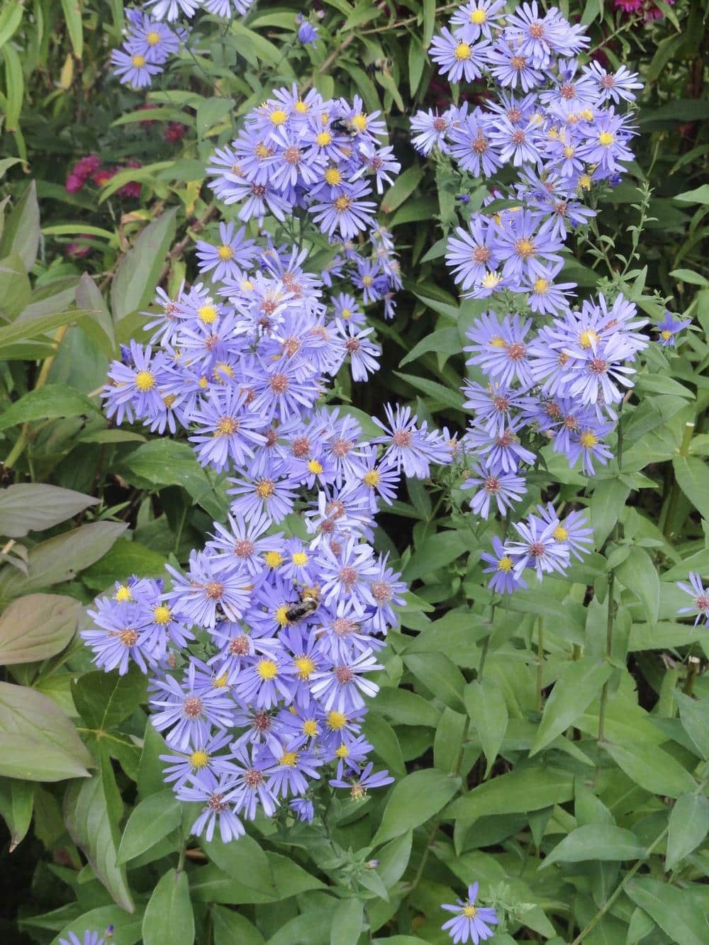 Aster Bluebird