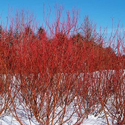 Baileyi Red Twig Dogwood