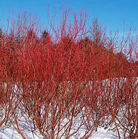 Baileyi' Red-Twig Dogwood Landscape Design, Installation, Maintenance and Native Plant Nursery | Lauren's Service