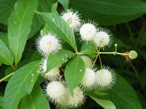 Buttonbush scaled