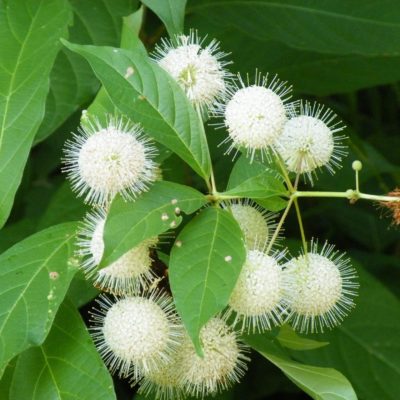 Buttonbush scaled