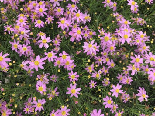 Coreopsis American Dream scaled