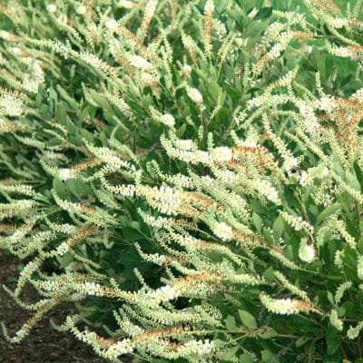 Einstein Clethra