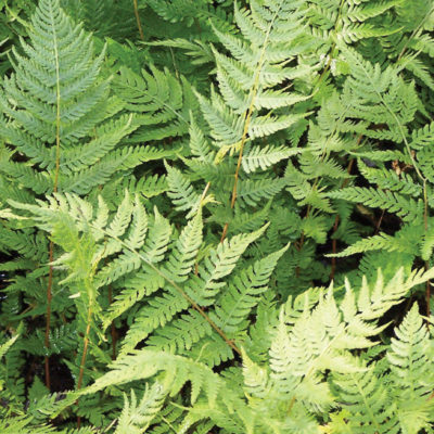 Lady Fern