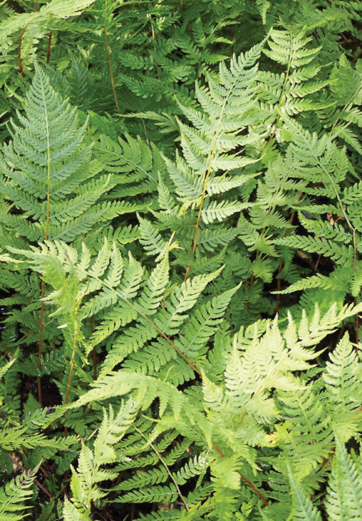 Lady Fern