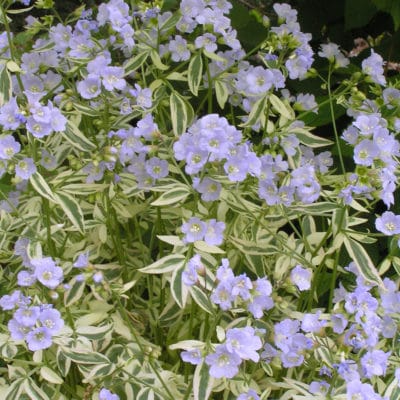 Polemonium Stairway to Heaven