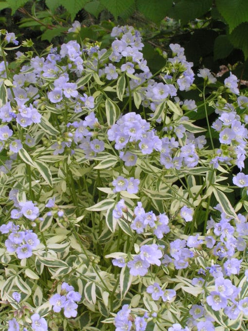 Polemonium Stairway to Heaven