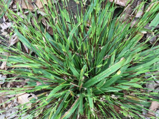 Seersucker Sedge scaled