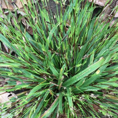 Seersucker Sedge scaled