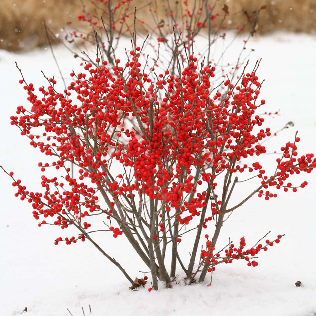 Winter Berry