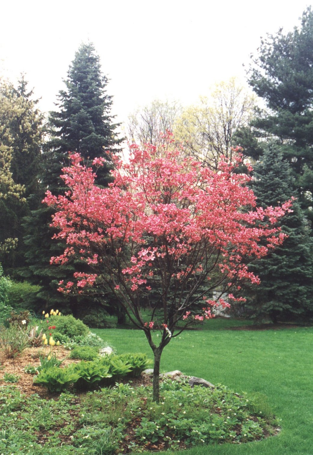 cherokee brave dogwood tree information