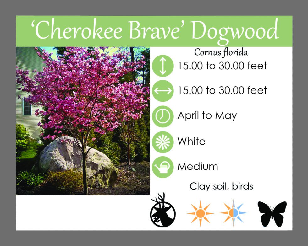 cherokee brave dogwood in the fall colors cherokee brave dogwood in the fall colors