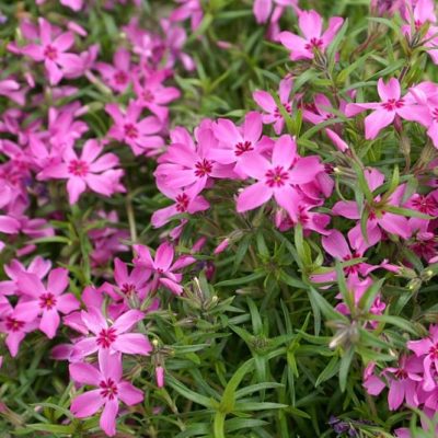 Crimson Beauty Moss Phlox