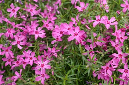 Crimson Beauty Moss Phlox