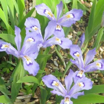 Dwarf Crested Iris